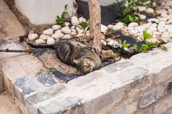 Evsiz hayvanları - şirin kedi açık havada kavramı — Stok fotoğraf