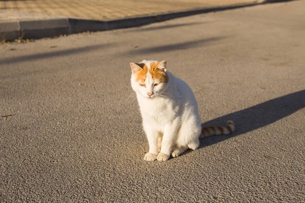 Konzept der obdachlosen Tiere - niedliche Katze im Freien — Stockfoto