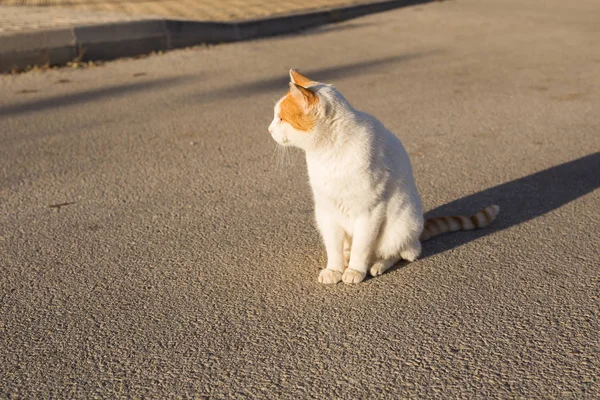 Begreppet hemlösa djur - söt katt utomhus — Stockfoto