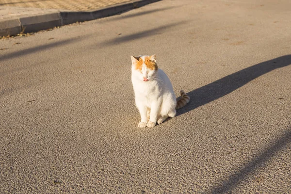 Έννοια των άστεγων ζώων - χαριτωμένο γάτα σε εξωτερικούς χώρους — Φωτογραφία Αρχείου