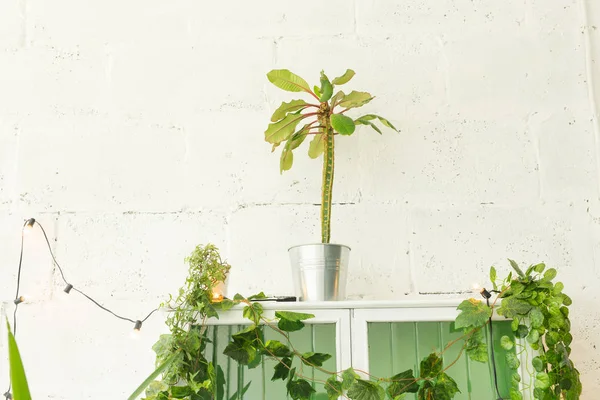 Green plant with long leaves in white interior