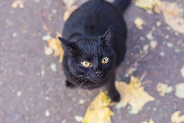 Katt i höst park. Svart katt sitter på bladen, ovanifrån — Stockfoto