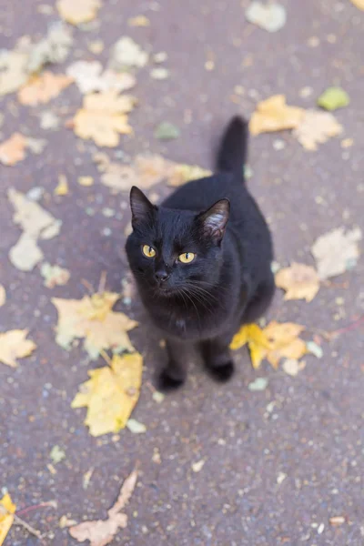 Gato no parque de outono. Gato preto sentado nas folhas, vista superior — Fotografia de Stock