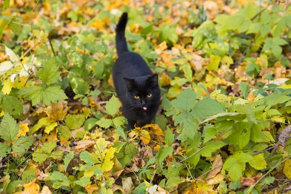 Kočka v podzimním parku. Černá kočka sedí na listech — Stock fotografie