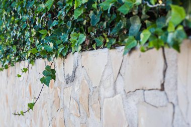 Yeşil bitkiler güzel tencerede açık saksı