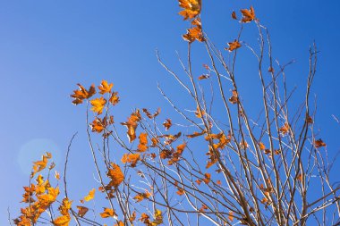 Sonbahar Doğa. Gökyüzü arka plan sonbahar ağaç yaprak