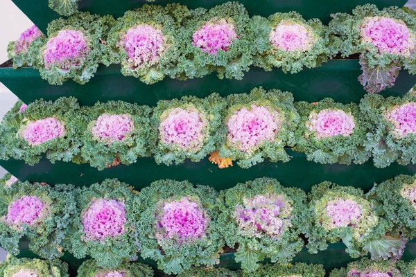 緑美しい鍋屋外に観葉植物 — ストック写真