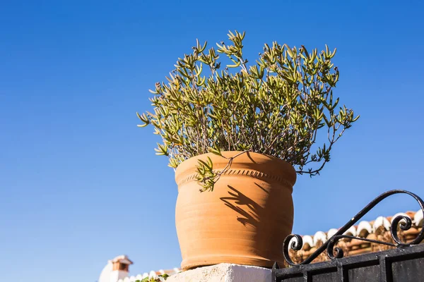 Plantas envasadas verdes no belo pote ao ar livre — Fotografia de Stock