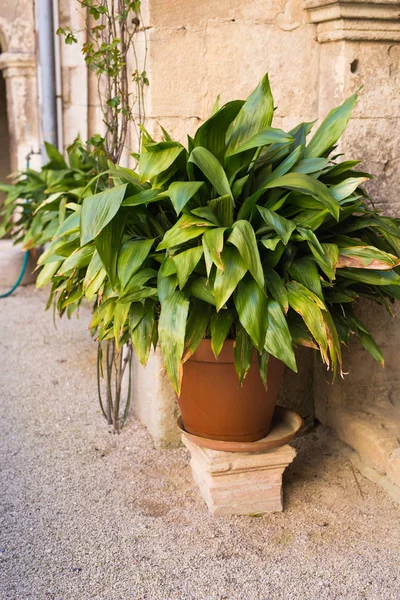 Plantas envasadas verdes no belo pote ao ar livre — Fotografia de Stock