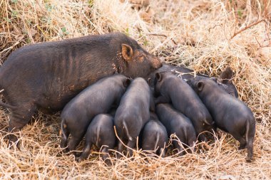 Anneleri niteliğine emdikleri küçük vahşi domuz yavruları