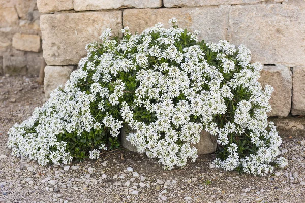 Piante in vaso verdi in vaso bello all'aperto — Foto Stock