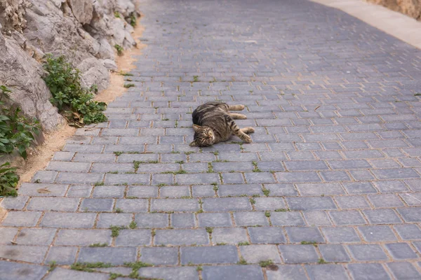 Concepto de animales sin hogar - Lindo gato al aire libre — Foto de Stock