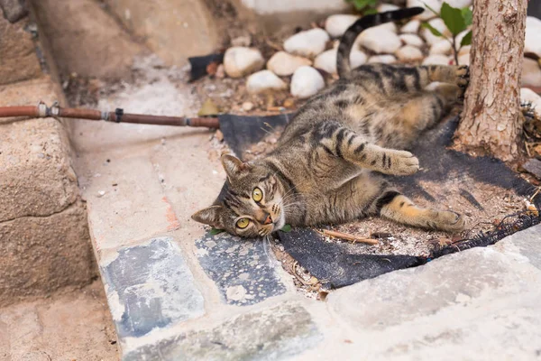 Evsiz hayvanları - şirin kedi açık havada kavramı — Stok fotoğraf