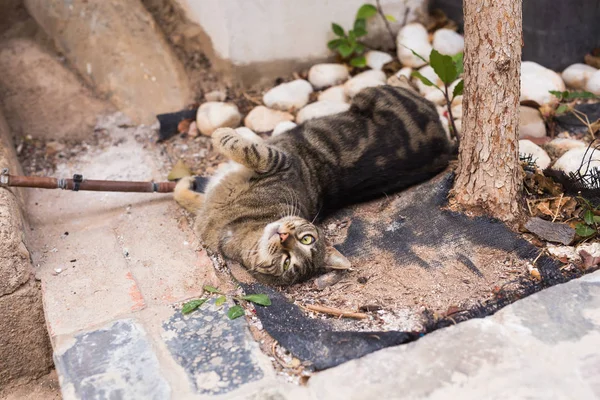 Evsiz hayvanları - şirin kedi açık havada kavramı — Stok fotoğraf