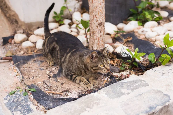 Concept of homeless animals - Cute cat outdoors — Stock Photo, Image