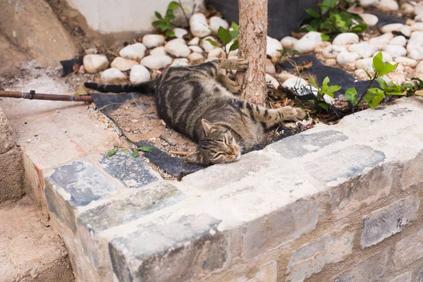 Koncepcja bezdomnych zwierząt - na zewnątrz ładny kot — Zdjęcie stockowe