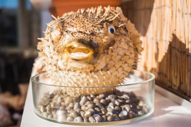 Blowfish or puffer fish in Souvenir shop. Porcupine Fish clipart