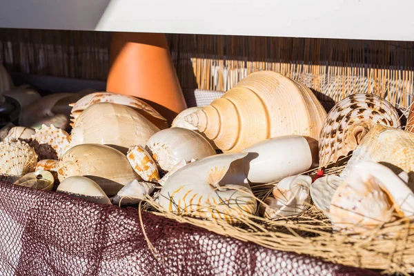 Große Muschelsammlung im Straßenladen — Stockfoto