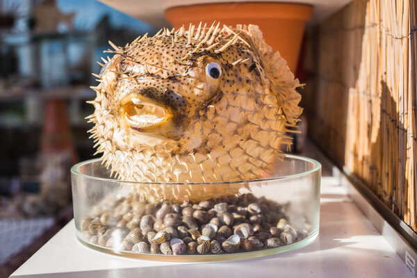 Blowfish or puffer fish in Souvenir shop. Porcupine Fish