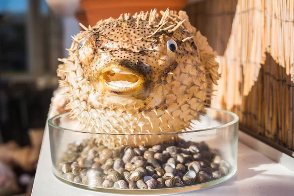 Blowfish or puffer fish in Souvenir shop. Porcupine Fish — Stock Photo, Image