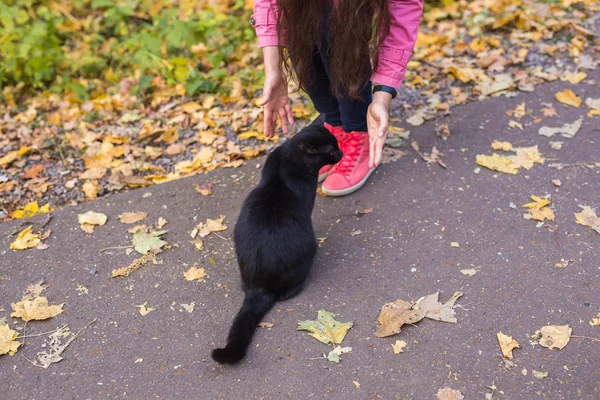 Haustiere, Natur und Menschen - Nahaufnahme von Frau fand die schwarze Katze — Stockfoto