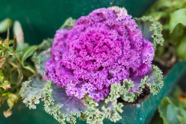 Yeşil bitkiler güzel tencerede açık saksı