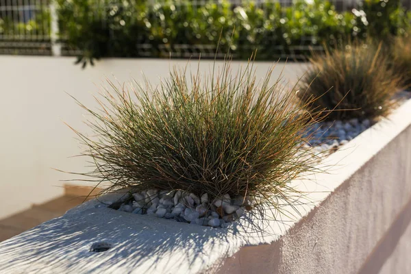 Plantas envasadas verdes no belo pote ao ar livre — Fotografia de Stock