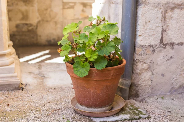 Plantas envasadas verdes no belo pote ao ar livre — Fotografia de Stock