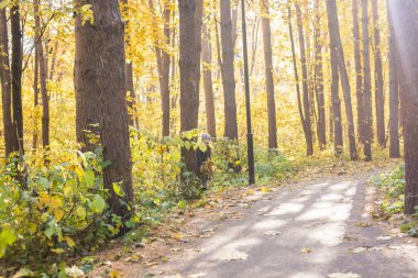 Çocukluk, sonbahar ve Aile kavramı - Parkta oynayan mutlu küçük çocuk