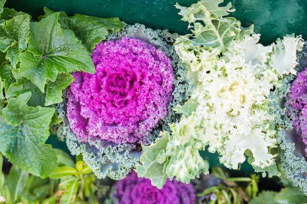 緑美しい鍋屋外に観葉植物 — ストック写真