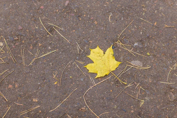 Caída otoño hoja de arce amarillo en el camino —  Fotos de Stock
