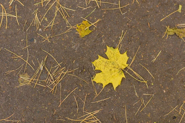Hoja de arce amarillo se encuentra en el camino de asfalto oscuro. Vista superior —  Fotos de Stock