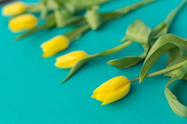 Doğa, tatil ve dekorasyon konsepti - sarı laleler yatan arka plan mavi