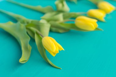 Doğa, tatil ve dekorasyon konsepti - sarı laleler yatan arka plan mavi