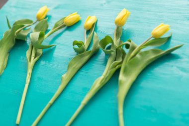 Floristics, tatil ve dekorasyon konsepti - sarı laleler mavi arka plan üzerinde yalan Close-up