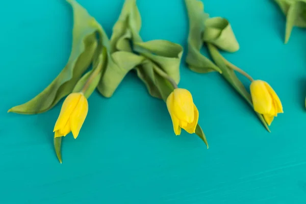 Naturaleza, vacaciones y concepto de flores - Hermosos tulipanes amarillos sobre fondo turquesa —  Fotos de Stock