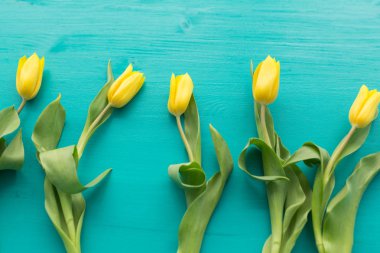 Floristics, tatil ve dekorasyon konsepti - sarı laleler mavi arka plan üzerinde yalan Close-up