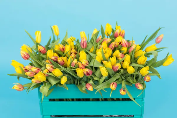 植物誌研究、休日や花コンセプト - 青い背景の赤と黄色のチューリップの大きな花束 — ストック写真