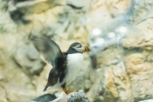 Птахів, диких тварин і зоопарк концепції - тупик Атлантичний або загальні puffin — стокове фото