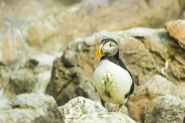 Vogel-, Tier- und Zookonzept - Atlantischer Papageitaucher oder Papageitaucher — Stockfoto