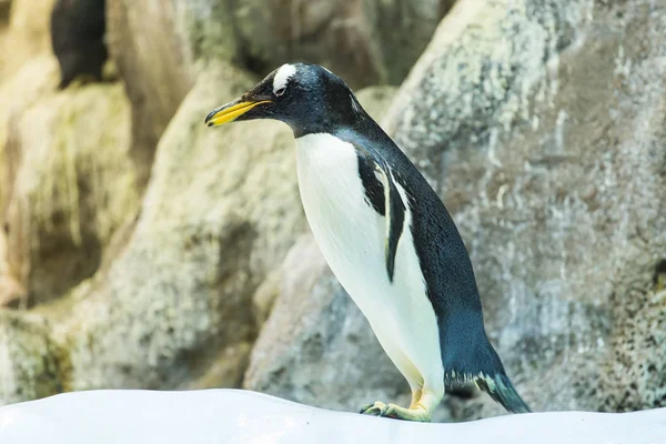 Concepto de aves, vida silvestre y zoológico - Pingüino emperador en el zoológico — Foto de Stock
