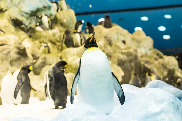 Concepto de aves, vida silvestre y zoológico - Pingüino emperador en el zoológico — Foto de Stock