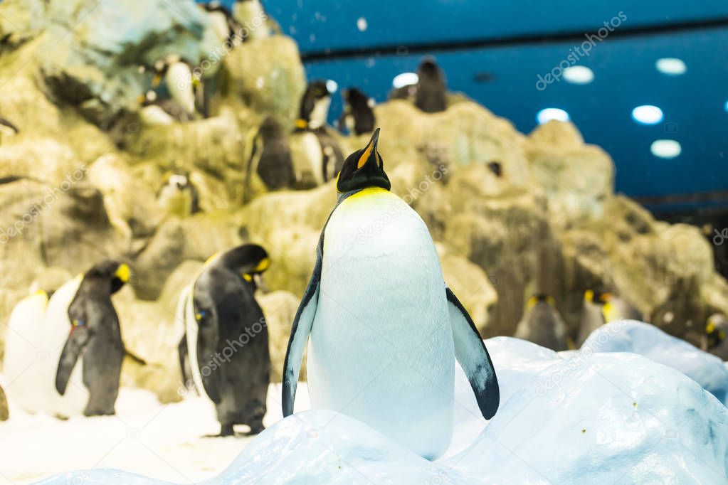 Bird, wildlife and zoo concept - Emperor penguin at the zoo