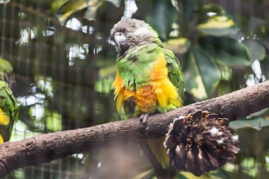 Kuş, yaban hayatı ve Hayvanat Bahçesi kavramı - ağaç dalı üzerinde güzel papağan.