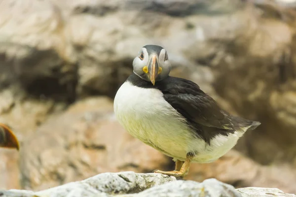 Концепция птиц, дикой природы и зоопарка - Atlantic Puffin or common puffin — стоковое фото