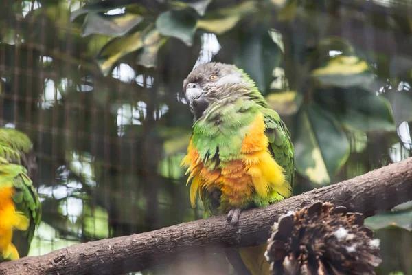 Bird, wildlife and zoo concept - Beautiful parrot on tree branch. — Stock Photo, Image