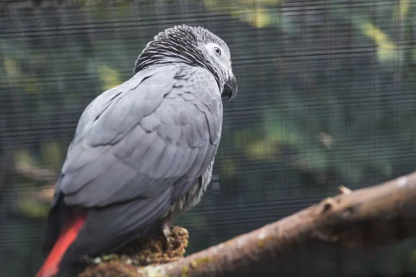 Concepto de pájaro, vida silvestre y zoológico: loro gris africano sentado en una rama de árbol — Foto de Stock