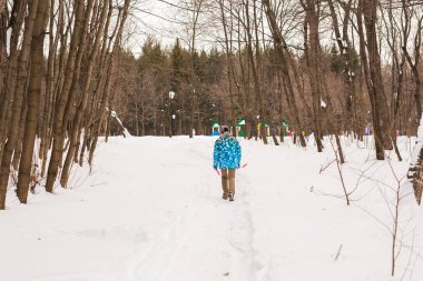 Jack Russell Terrier. Kış parkta oynayan köpek. Evde beslenen hayvan kavramı