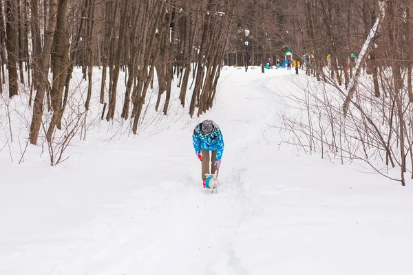 Sevimli köpek - Jack Russell Terrier kış mevsiminde açık havada orta yaşlı kadın