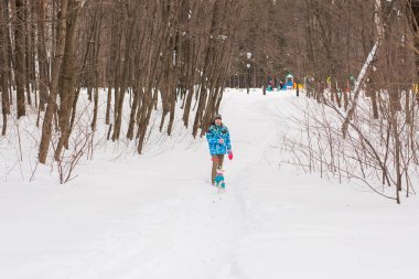 Jack Russell Terrier. Kış parkta oynayan köpek. Evde beslenen hayvan kavramı.